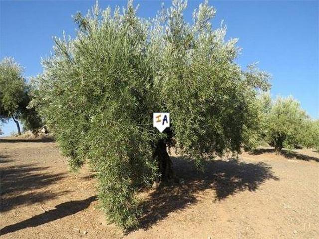 Terreno en venta en Alcaudete