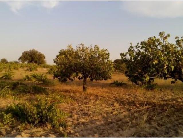 Terreno en venta en Arroyo De La Luz, Extremadura