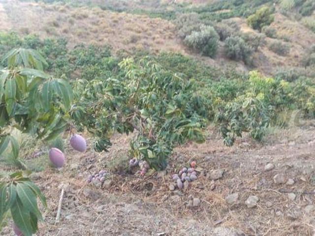 Terreno en venta en Frigiliana