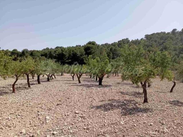 Terreno en venta en Altiplano, Murcia
