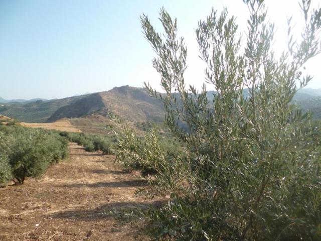 Terreno en venta en Sierra de Cádiz, Andalucía