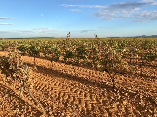 Terreno en venta en Tierra de Barros, Extremadura
