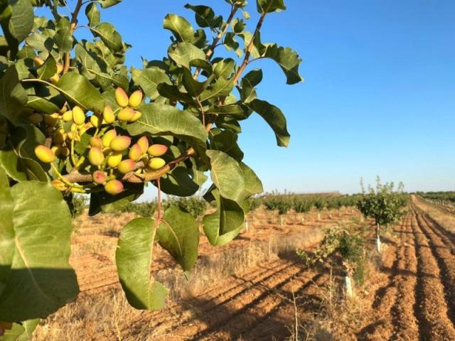 Terreno en venta en Socuéllamos, Castilla-La Mancha