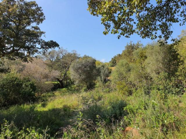 Terreno en venta en Sotogrande, Campo de Gibraltar