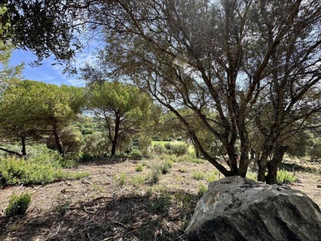 Terreno en venta en Sotogrande, Campo de Gibraltar