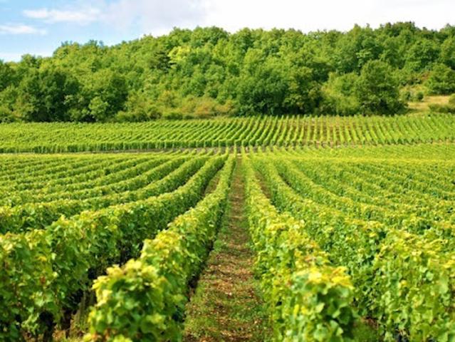 Château vente à Arrondissement de Draguignan, Vidauban