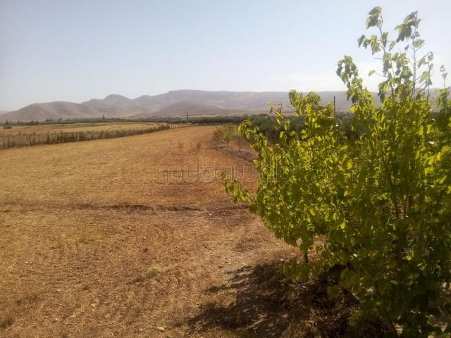 Ferme vente à Sidi Moussa, L'Oriental