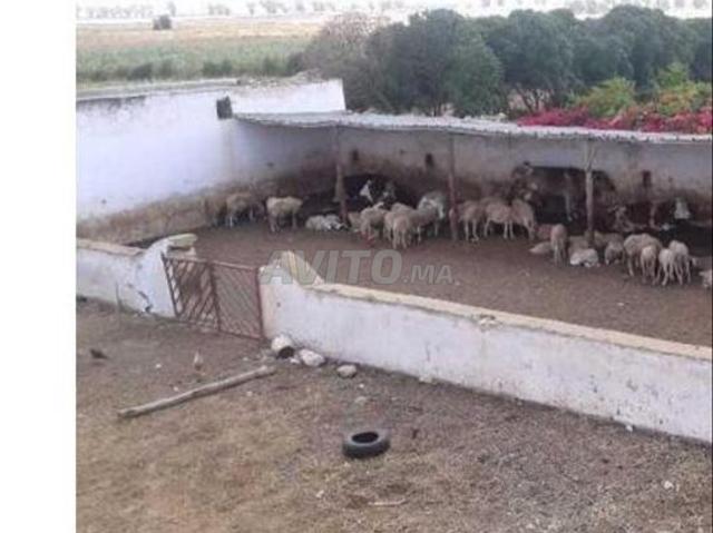 Propriété vente à El Ma, Gharb-Chrarda-Beni Hssen