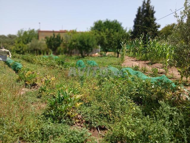 Propriété vente à Sidi Allal El Bahraoui