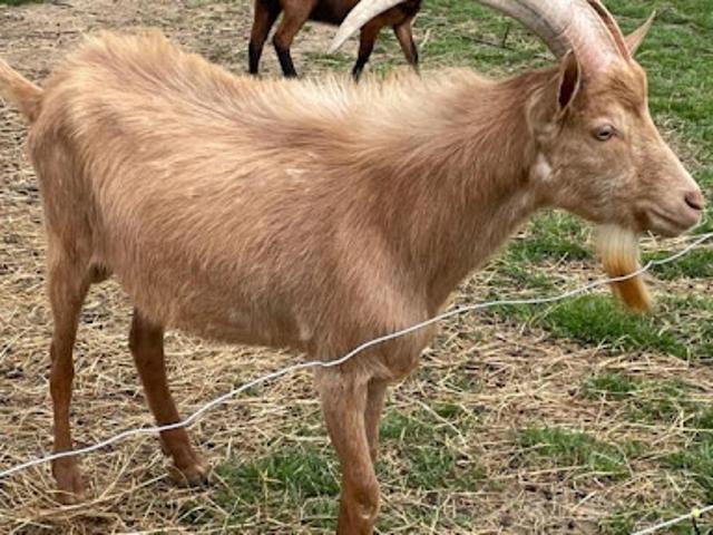 Ferme vente à Langon