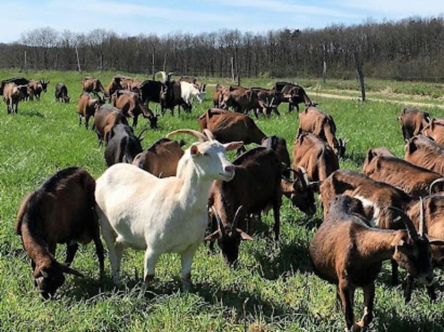 Ferme vente à Issoudun, Ambrault