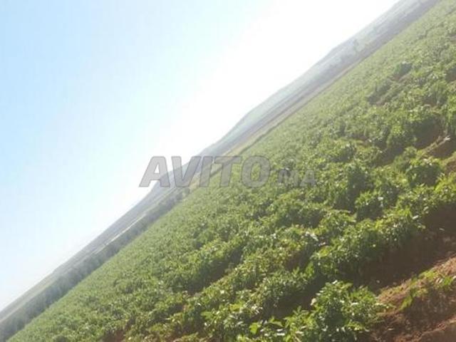 Propriété vente à Ben Guerir, L'Oriental