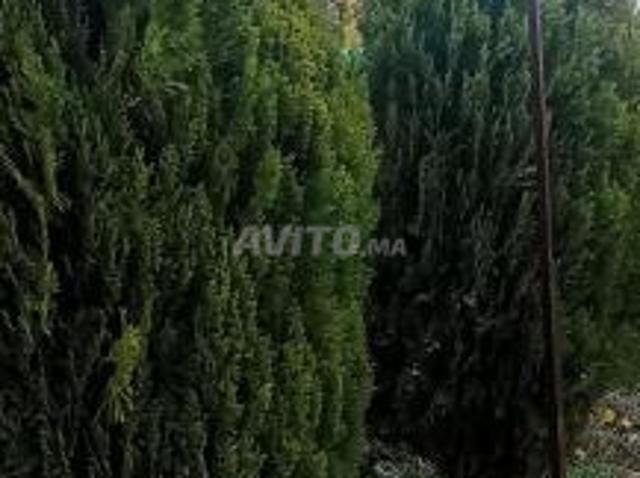 Propriété vente à Ouazzane, Tanger-Tétouan