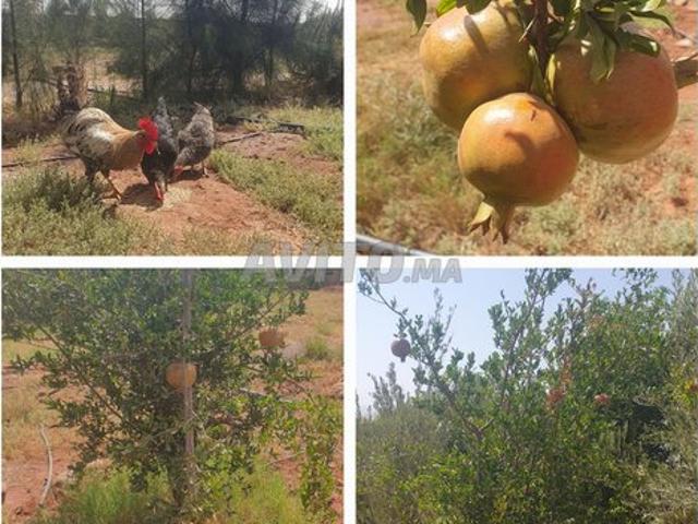 Propriété vente à Agadir, Oued ed Dahab-Lagouira