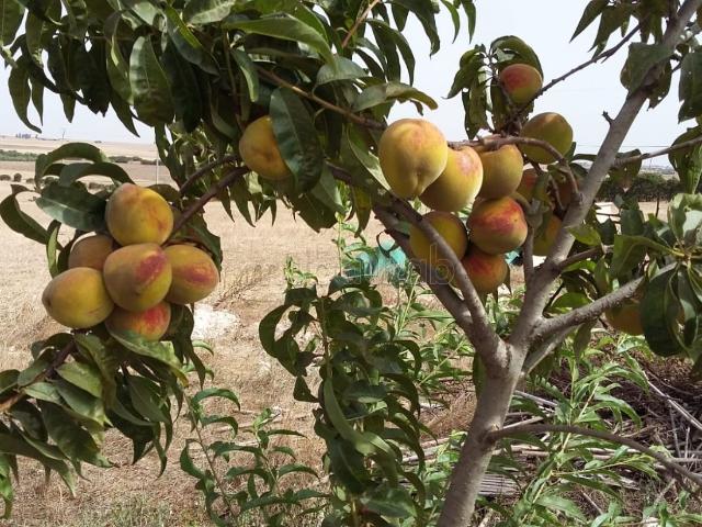 Ferme vente à Gharb-Chrarda-Beni Hssen