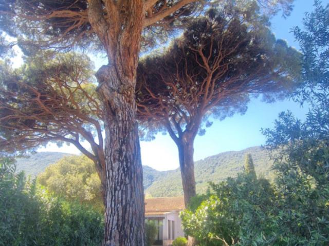 Maison vente à Arrondissement de Draguignan, Cavalaire-sur-mer