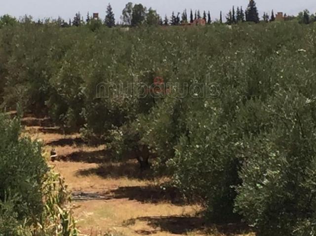 Maison vente à Marrakech, L'Oriental