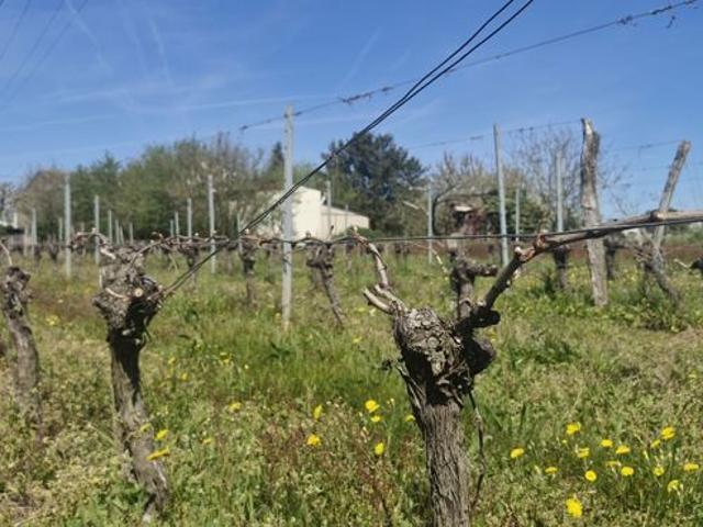 Maison vente à Libourne, Belvès-de-castillon