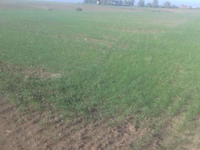 Terrain vente à Bouznika, Chaouia-Ouardigha