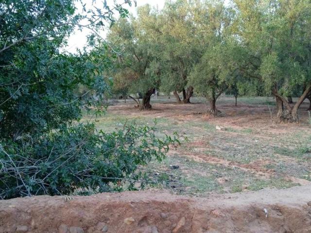 Terrain vente à Tassoultante, L'Oriental