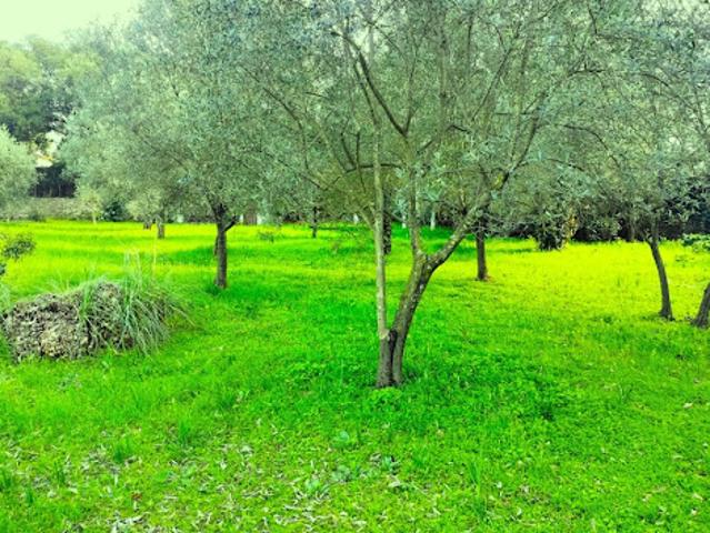 Terrain vente à Arrondissement de Draguignan, Draguignan