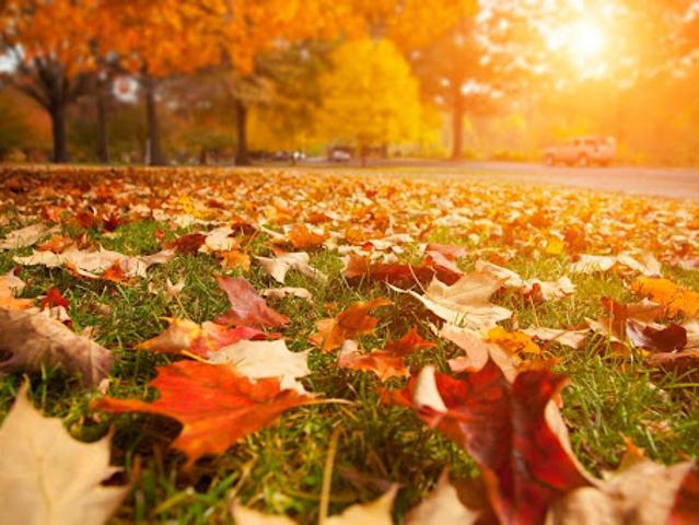 Terrain vente à France métropolitaine, Haute-goulaine