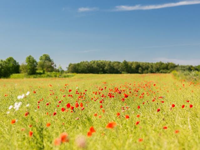 Terrain vente à France métropolitaine, Saint-médard