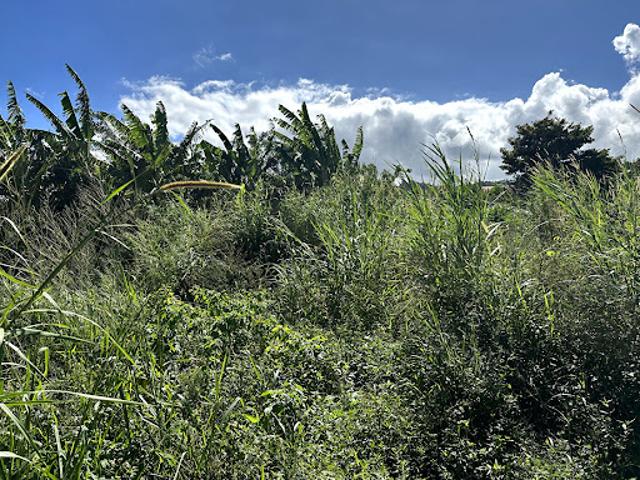 Terrain vente à Petite-île