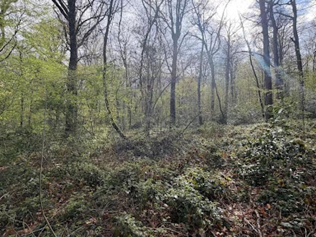 Terrain vente à Fontainebleau, Bois-le-roi