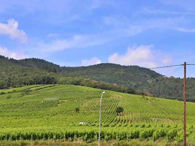 Terrain vente à Sélestat-Erstein, Dambach-la-ville