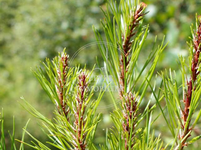 Terrain vente à Pissos, Landes