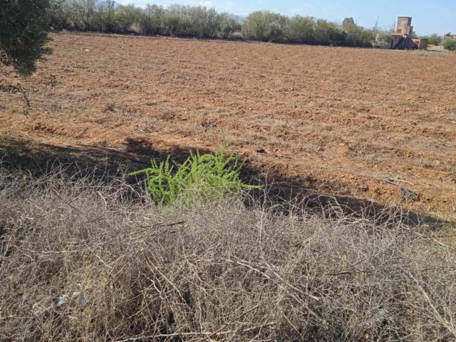 Terrain vente à Tassoultante, L'Oriental