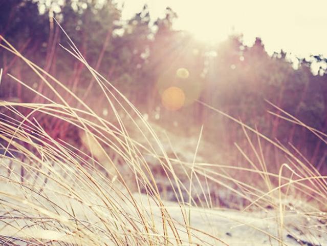 Terrain vente à France métropolitaine, Belin-béliet