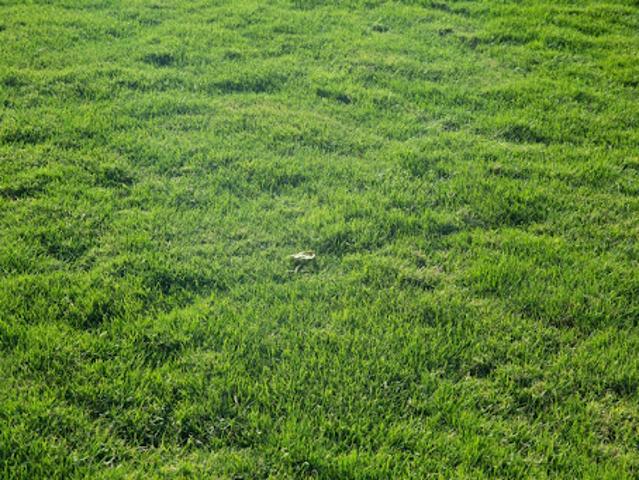 Terrain vente à Sainte-foy, Vendée