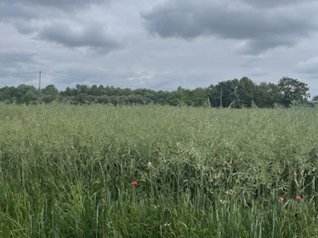 Terrain vente à Angers, Chalonnes-sur-loire
