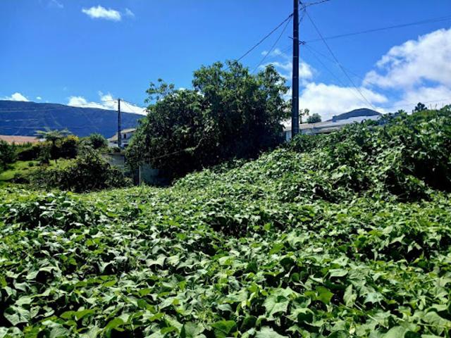 Terrain vente à La Réunion