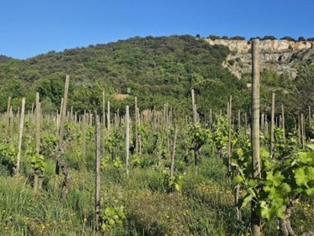Terrain vente à Tournon-sur-Rhône, Cornas