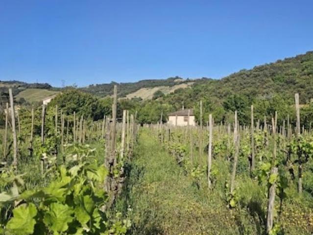 Terrain vente à Tournon-sur-Rhône, Cornas