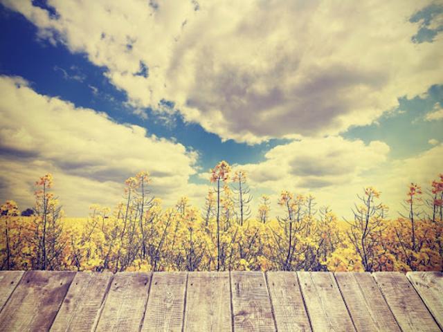 Terrain vente à France métropolitaine, Sanguinet