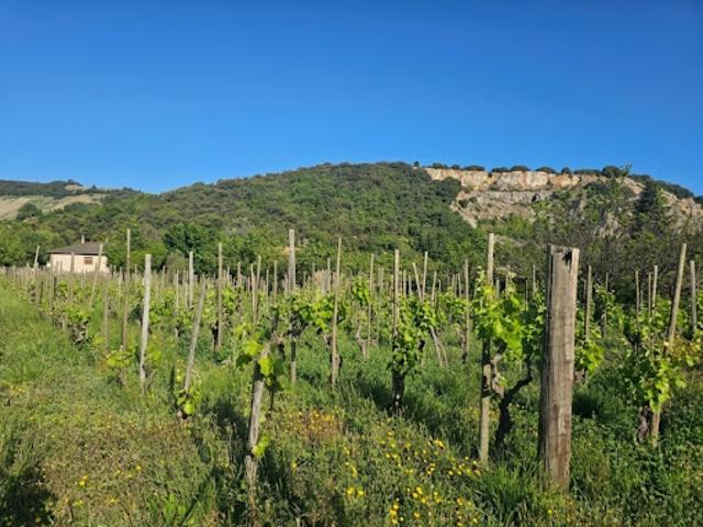 Terrain vente à Tournon-sur-Rhône, Cornas