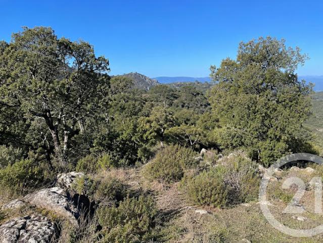 Terrain vente à Corte, Scolca