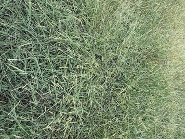 Terrain vente à France métropolitaine, Sanguinet