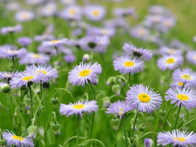 Terrain vente à Arcachon, Biganos