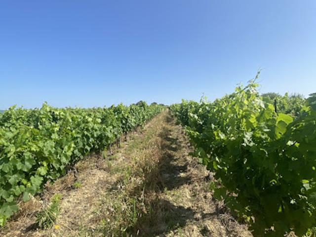 Terrain vente à Béziers, Magalas