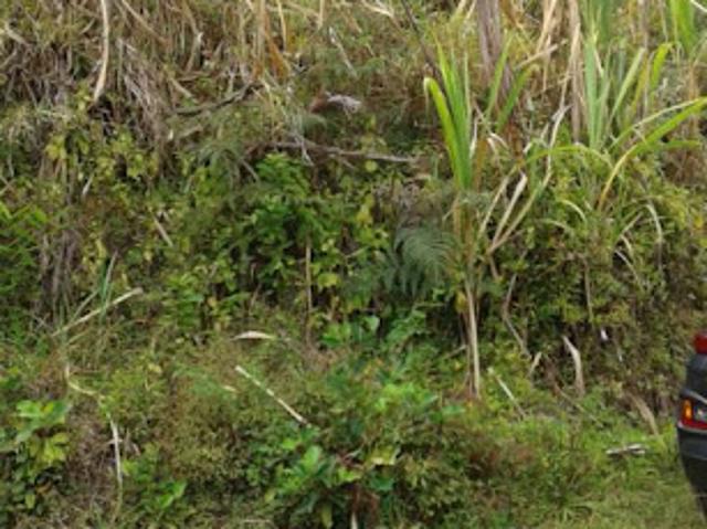 Terrain vente à La Réunion