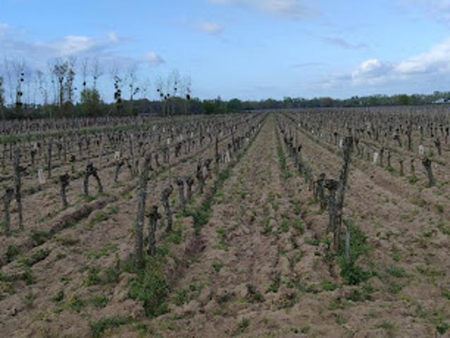 Terrain vente à Chinon, Savigny-en-véron