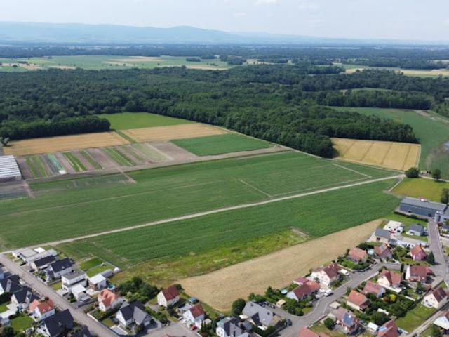 Terrain vente à Sélestat-Erstein, Bindernheim