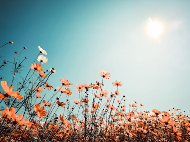 Terrain vente à Rochefort, Saint-georges-de-didonne