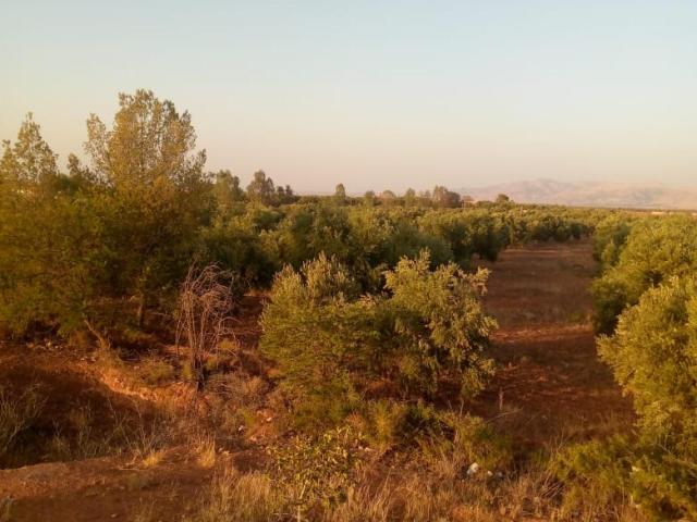 Terrain vente à Al Haouz, L'Oriental