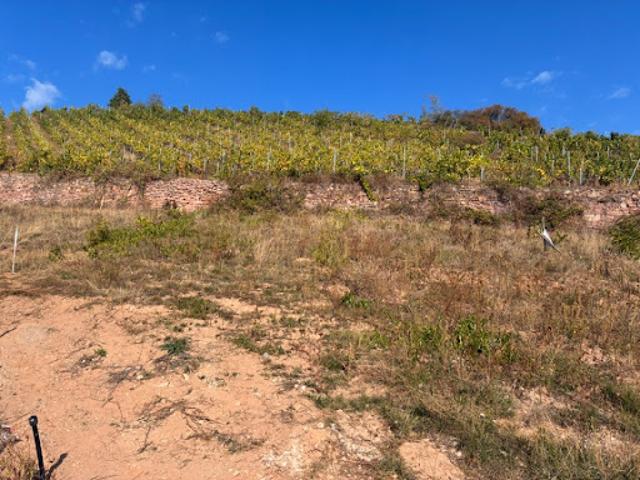 Terrain vente à Katzenthal, Collectivité européenne d'Alsace